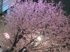 ここだけ、桜が満開です！造花でなく本物の桜の木なのですよ