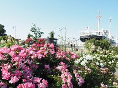 山下公園　未来のバラ園

氷川丸とバラの花
2000種類以上のバラが植えられているそうですが、
名前を確認するのは至難の業です。
天気にも恵まれ、大勢の人がバラの花を楽しんでいました。

（おしまい）
