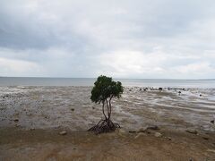 続いて名蔵湾の一本ヒルギへ。
干潮で潮が引いているから写真的にはイマイチですね。