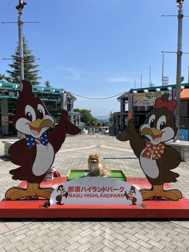 栃木/那須高原24時間メインは那須ハイ＆お花畑@カーロフォレスタ