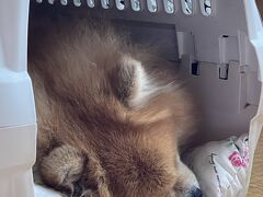 2024年4月28日

おはようございます。
この時期の山の中の天竜峡、朝は一桁とかなり涼しい朝です。