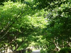河津川に沿って気持ちのいい遊歩道が

緑豊かな木々は早咲きの河津桜
2月にはこの景色が濃い目のピンクに染まるんだね～