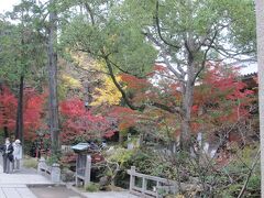 鶴岡八幡宮参道紅葉　本日は本宮の方はスキップして、東参道から二の鳥居を潜り、壇葛を南に歩きました。参道、源氏池、平家池周辺の紅葉が最盛期です