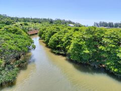 億首川のマングローブ林