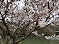 まぁ実は桜まつり自体は、観ていませんけれど(^^;)