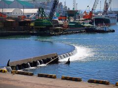 田子の浦港もまた、水量が豊富。。