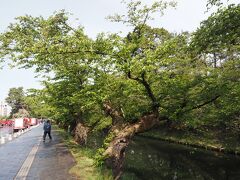 お堀にぶつかると、左に進み追手門を目指します。桜の老木が続きます、満開の時期はさぞ美しいでしょうね。
お堀沿いに多数の消防車が並んでいましたが、消防団の訓練だったようです。