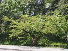 ちょっと待ちましたが　待っている間にお堀端の葉桜を撮影です。