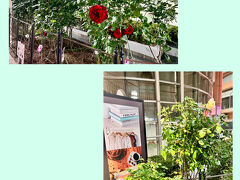 宝塚駅前のソリオ宝塚には、ベルサイユのばらにちなんだバラが咲いていました。