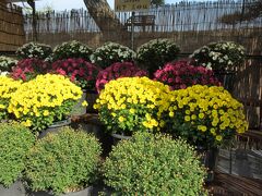 高松市菊花展競技会 (玉藻公園菊花展)が開催されていて、見事な菊の花が展示されていました。
