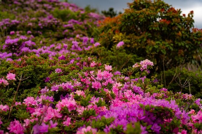 東周りコースの丘の群生