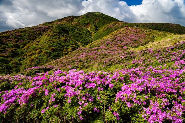 東周りコースの草千里と脇道の分岐点<br />ここに大きな群生があります。<br />ここから山頂を仰ぎます。<br />山頂まで200m弱です。