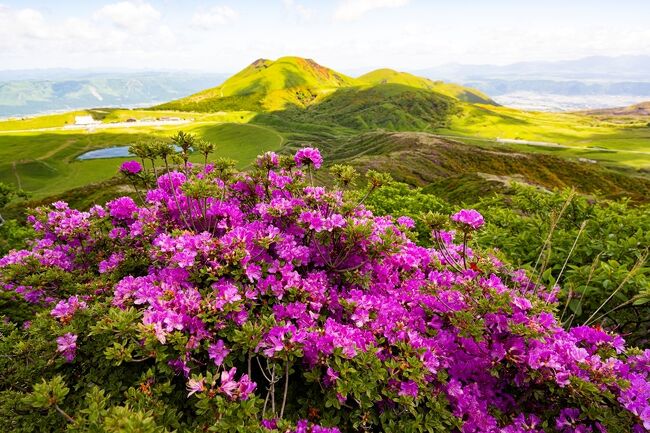 ミヤマキリシマを見ながら山を下ります。