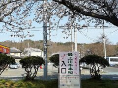 最上川堤防千本桜