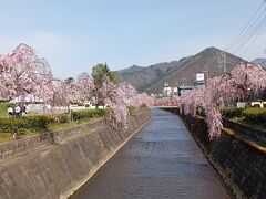 倉津川沿いの桜もきれいだと読んだので、川まで出て、川沿いを通って駅に戻りました。