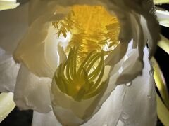 後ろからライト当てると綺麗だよね(#^.^#)