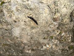 ビジターセンターの壁が光っています

地ボタルです
光ってるのはイイんだけど、ケムシみたいであまり好きにはなれない・・・(´ω｀*)