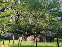石割桜