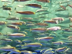 「しながわ水族館」