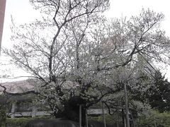 盛岡地裁前の石割桜　桜の季節は初めて