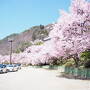 春爛漫！絶景アルプスの高遠小彼岸桜～からの　北上して光城山お花見登山