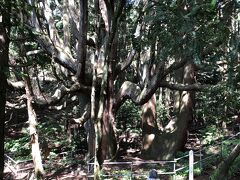樹齢400年の杉が四方八方に枝分かれして龍の姿がいくつも見れることからパワースポットとして人気が出てきた場所です
素晴らしい所なのに名所としての知名度低すぎです