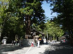 鳥居から石段を上った正面にあるのは「根入りの杉」です
樹齢600年ともいわれているこの大きな杉の木は、「丑三つ時（午前2:00～午前2:30までの間）になると枝を下げて寝入りいびきが聞こえてくる」、「子どもに木の皮を煎じて飲ませると夜泣きが止まる」などと言い伝えられてきました