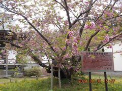 境内にある桜の大木。
目当ての「血脈（けちみゃく）桜」です。
そして、この木が「南殿（なでん）」の原木だそうです。
北海道屈指の名木として知られ、市指定の記念樹木に
なっています。

