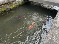 古い街並み沿いに鯉が泳いでます。
この風景が見たくて飛騨古川にやって来ました。
癒されます。