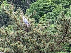 その後、早めに宿に到着、窓からアオサギの巣が見えた