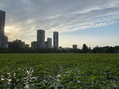 不忍池では蓮が育ってきました。