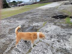大神島に到着。
船着き場では大神島の主・看板犬の “ユリちゃん” がしっぽを振って出迎えてくれました。
島のおじいの飼い犬だそうですが、毛並みはボハボハで、かなりの老犬と見えますね。