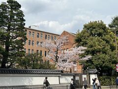 今出川御門から出て、同志社大学 今出川キャンパス「有終館」前の桜を眺めながら帰りましたとさ。