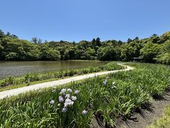 勾玉池はちょうど菖蒲の時期なので、ぜひ見たかった！
時期も終わり頃なのか、少なかったけど見れてよかった！