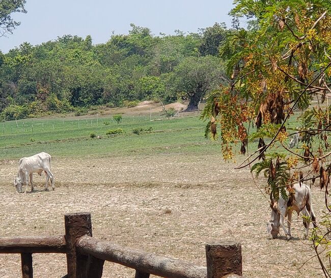 牧場が隣接していて、痩せ細った牛さん達がいました、。