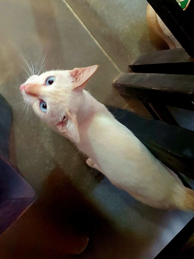 見てください、(食べ物目当てで、)<br />ずっと私にすり寄ってくる美ネコちゃんです(=^ェ^=)<br />かーわいい…