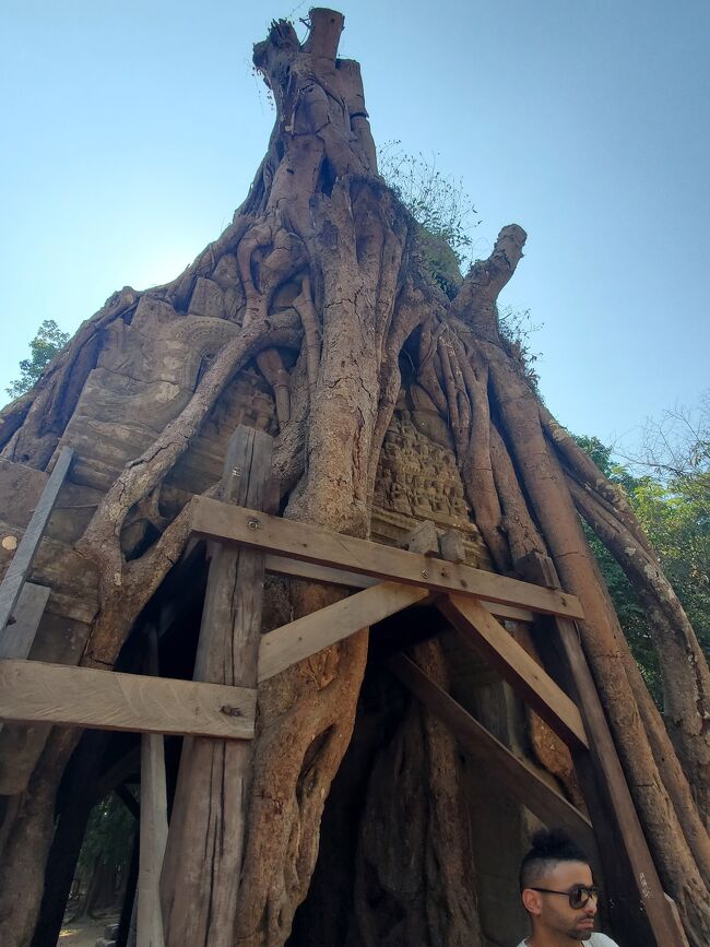 こちらは、<br />巨木(しめ殺しの木)の侵食がヤバいということで、<br />幹の上部を切ってしまったのね。