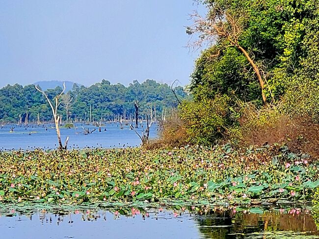 蓮の花も、たくさん咲いていました。<br />治療院として造られた特別な場所、<br />私はこちらが、とても好きになりました。<br />一緒にいたカンボジア女子大生にそう伝えると<br />「私もここがとても好き。<br />だって、人々を癒す場所だったから」<br /><br />世界中を旅することが夢だって。<br />私と同じだね。人種や年が違っても。