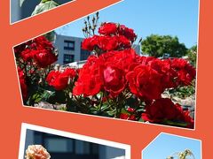 もう一度、動画を撮りながら潤井川の下流に戻って来ました。