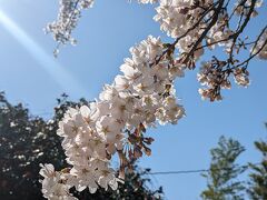 吉野に到着。駐車場の桜は満開ですが、果たして。。