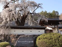 帰路の途中の立ち寄った佐久の福王寺の桜。
しだれ桜1本なのでサッと見るだけでした。