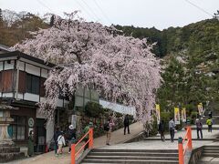 長谷寺に到着。見事な枝垂れ桜です。