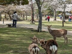 奈良公園も賑わってます。