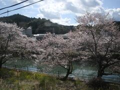桜の満開な高知南部