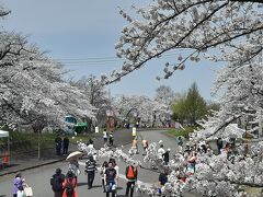 到着しました。

いつもより華やかな雰囲気で、桜は満開。
天気も良くて最高ですが、ちょっと暑かったですね。