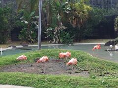 動物園ではフラミンゴがお出迎え。