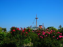 バラ越しの氷川丸