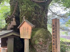 立派な御神木がある神社。