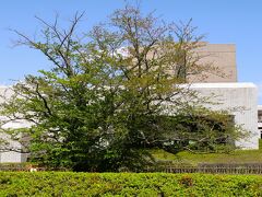 佐倉-3　くらしの植物苑b　　　42/　　3９

国立歴史民俗博物館