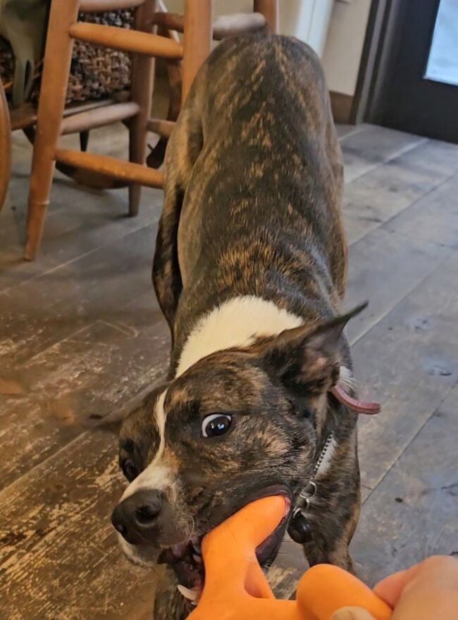 うわぁぁぁぁチカラつよ！わが家のMダックスとは違います。